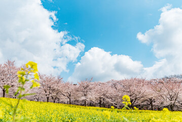 青空に映える満開の桜と菜の花　赤城南面千本桜