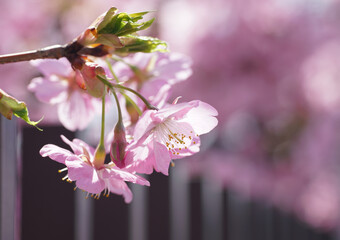 河津桜