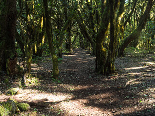 Lush evergreen cloud laurisilva forest with mossy trees at the Garajonay National Park, La Gomera, Canary Islands, Spain. Mysterious fairytale magical nature scenery. UNESCO World Heritage Site.