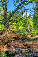 Central Park in spring