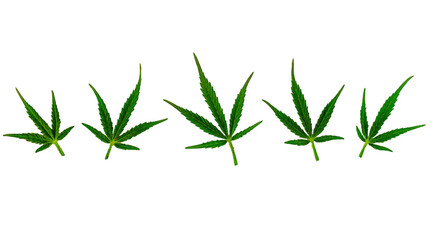 five green cannabis leaves close up isolated on white nackground for concept design