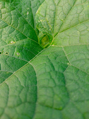 green leaf macro