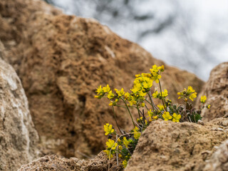 Gelb blühende Athos-Felsenblümchen ( Draba athoa) in einer felsigen Landschaft fotografiert.