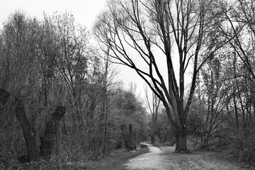 morning in the forest