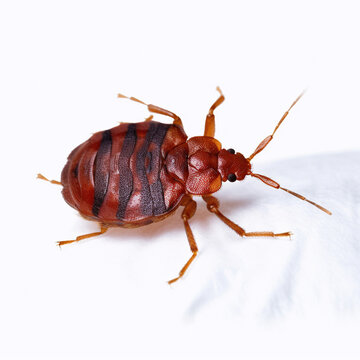 Bedbug. Close up of Cimex hemipterus - bed bug. Macro photography of a bedbug