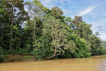 Die Wildnis von Borneo