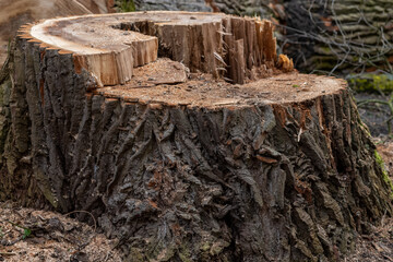 Fototapeta premium cut stump of a very big old tree