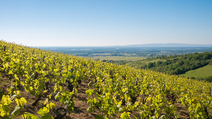 Vignes de Chablis