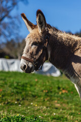 vertical portrait of a donkey in the field. farm animals. cattle.