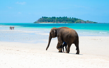 Summer at the sandy beach with elephants walking and the beautiful blue sea