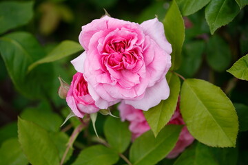 Rosa Rosen, Deutschland