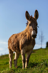 vertical portrait of a donkey in the field. farm animals. cattle.