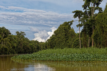Fototapeta na wymiar Die Wildnis von Borneo