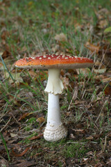 A colorful Fly Agaric in autumn
