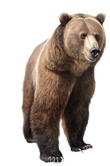 Obraz premium an isolated Grizzly Bear frontal view, strong and inquisitive, wildlife-themed photorealistic illustration on a transparent background cu,tout in PNG. Generative ai