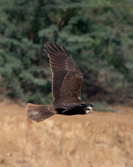 Western marsh harrier or Circus aeruginosus observed in Greater Rann of Kutch