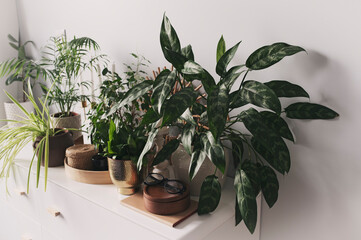 various houseplants in modern home interior. Green fresh potted plants on white background.