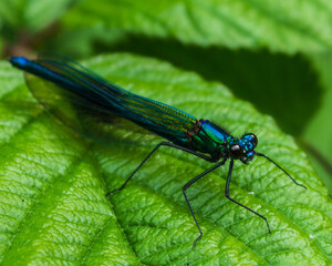 The iridescent colours and folded wings of a damselfly which is often mistaken for a dragonfly which spreads its wings when resting