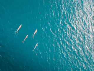 Pod of dolphins swimming in the Indian Ocean, Maldives. 