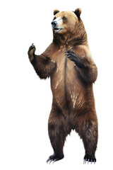 an isolated grizzly bear standing up on hind legs, front-view portrait, North American, photorealistic illustration on a transparent background in PNG. Ursus arctos horribilis. Generative AI
