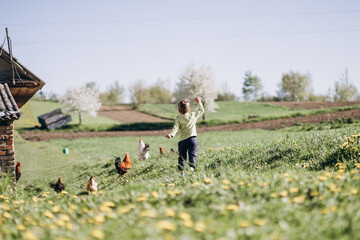 Rooster and chickens in a blooming field in spring, a shepherd's child