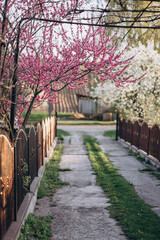 Flowering street in the village in spring