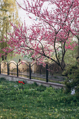 Flowering street in the village in spring