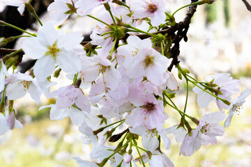 cherry blossom along Meguro River in Tokyo, Japan
