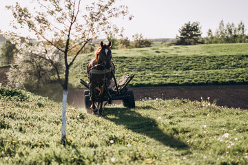 A horse pulls a cart in a field in spring