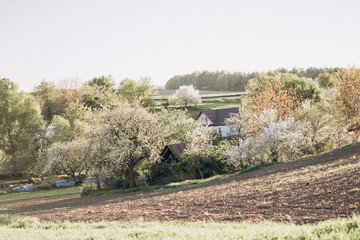 Spring morning in a blooming village