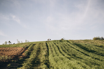 Green field in spring in the village