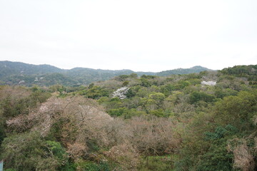 Obraz premium 桜が見える山の景色