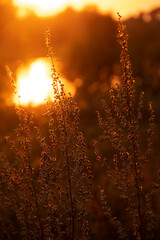 Close-up of silhouette of a dry field plant against sunset sky and landscape with river