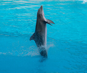 Dolphin doing a trick during a show in Tenerife, Spain.