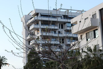 Tall and white modern building behind a thin tree