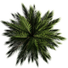 palm tree from above, isolated on transparent background © dottedyeti