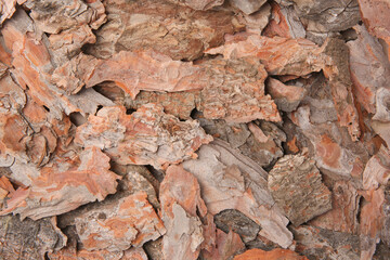 Many tree bark pieces as background, closeup