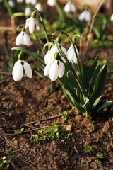 Beautiful blooming snowdrops growing outdoors. Spring flowers