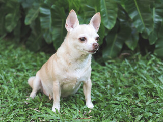 cute brown short hair chihuahua dog sitting  on green grass in the garden,  looking away curiously.