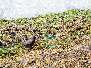 Sooty On Rocks Heading Right