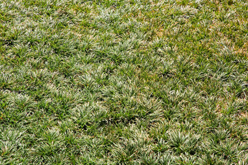 Typical uncultivated fresh wild green meadow of Turkey with tufted grass
