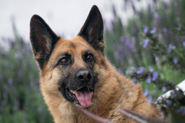 german shepherd portrait