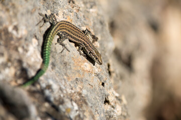 Lagartija Podarcis hispanicus tomando el sol en una roca