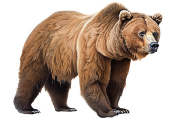 Obraz premium an isolated grizzly bear running and walking, side-view portrait, North American, mountain-themed photorealistic illustration on a transparent background in PNG. Ursus arctos horribilis. Generative AI