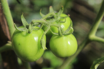 some green tomatoes on a tree that are still unripe