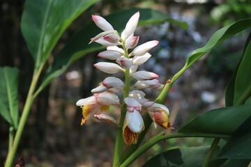 Fragrant Blooms: A Close-Up of Cardamom Flowers