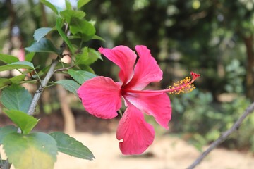 Blushing Beauty: A Captivating Close-Up of Pink Hibiscus Flower