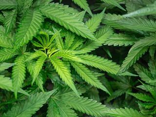 Indoor medical marijuana. Growing organic cannabis plants herb on the farm