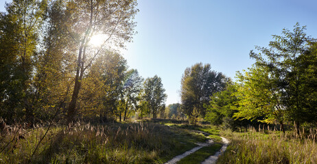 Panoramic photo of road in forest against the sky and meadows. Beautiful landscape of trees and blue sky background