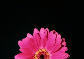 Pink flower on a black background.